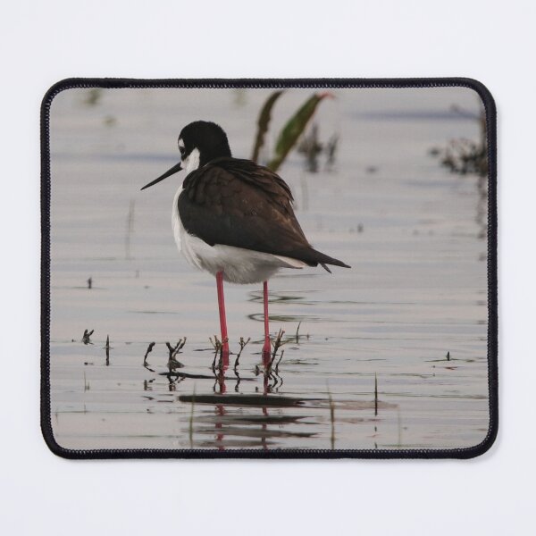 Item preview, Photobombed by a Black Necked Stilt designed and sold by Alyce Taylor.