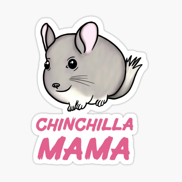 gif mignon de chinchilla