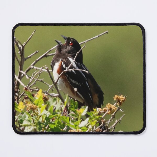 Item preview, Male Spotted Towhee designed and sold by Alyce Taylor.