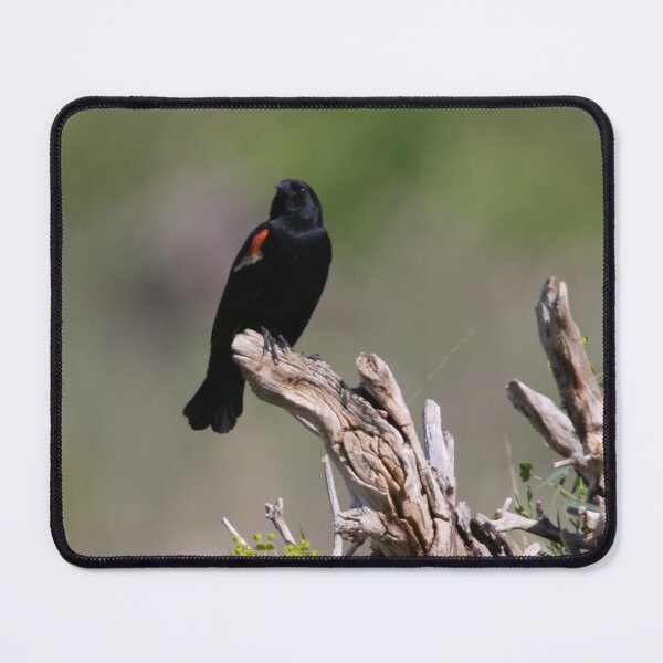 Aperçu de l'œuvre Mâle Blackbird à ailes rouges créée et vendue par Alyce Taylor.
