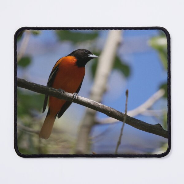Item preview, Male Baltimore Oriole designed and sold by Alyce Taylor.