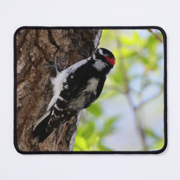Item preview, Male Downy Woodpecker designed and sold by Alyce Taylor.