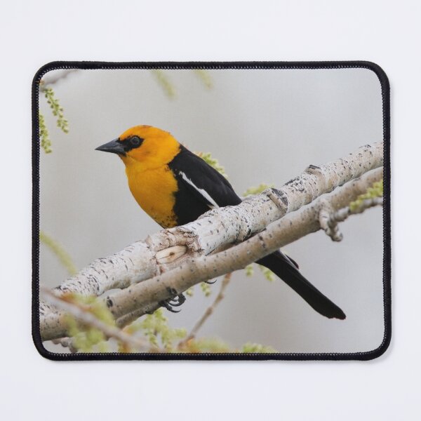 Item preview, Yellow Headed Blackbird designed and sold by Alyce Taylor.