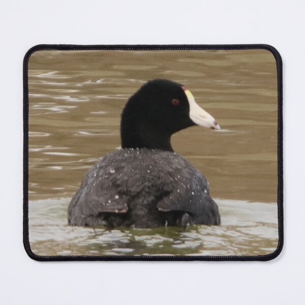 Item preview, American Coot designed and sold by Alyce Taylor.