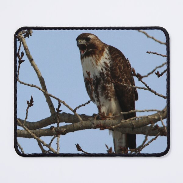 Item preview, Juvenile Borealis Red-Tailed Hawk designed and sold by Alyce Taylor.
