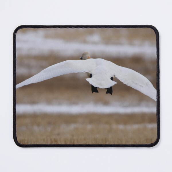 Item preview, Tundra Swan in Flight designed and sold by Alyce Taylor.