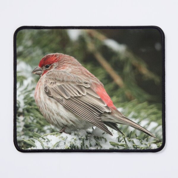 Item preview, Bright Red House Finch designed and sold by Alyce Taylor.