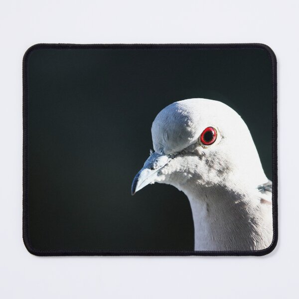 Item preview, Eurasian Collared-Dove designed and sold by Alyce Taylor.