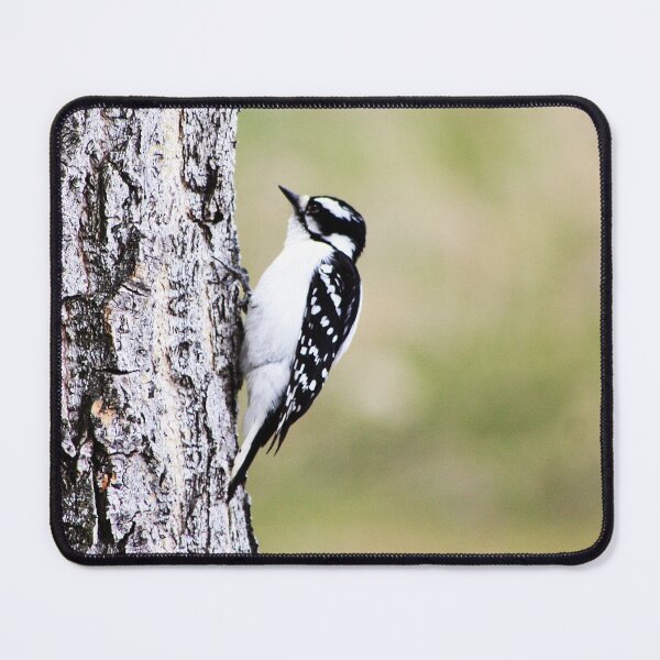 Item preview, Female Downy Woodpecker designed and sold by Alyce Taylor.