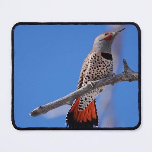 Item preview, Male Red Shafted Northern Flicker designed and sold by Alyce Taylor.