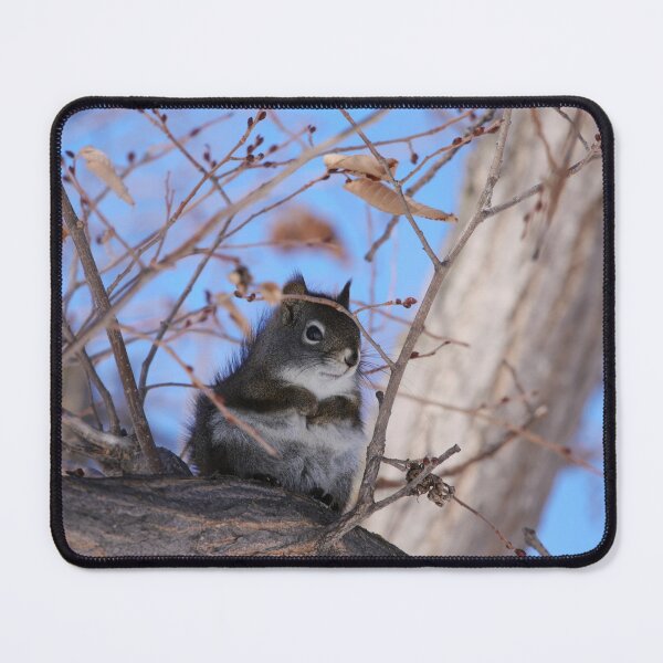 Item preview, American Red Squirrel designed and sold by Alyce Taylor.