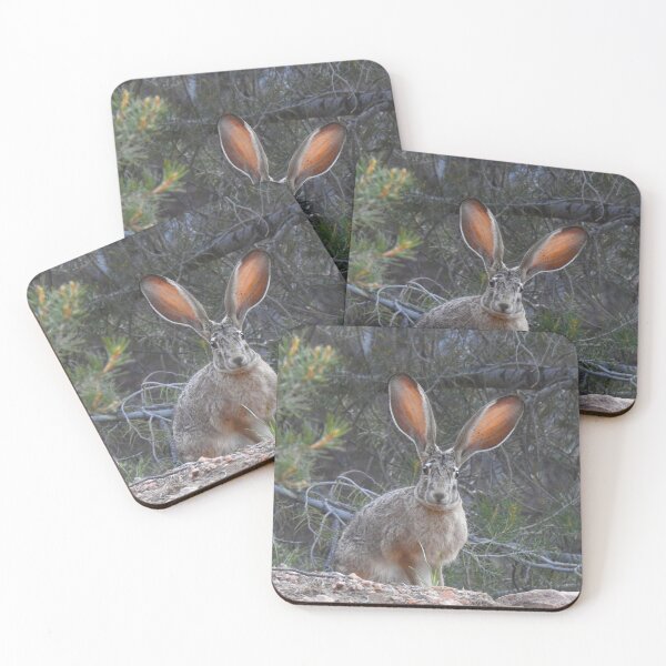 Item preview, Jackrabbit, rabbit, wildlife, wild animals, Curious Jack designed and sold by Sandra O'Toole.