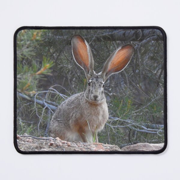 Item preview, Jackrabbit, rabbit, wildlife, wild animals, Curious Jack designed and sold by Sandra O'Toole.