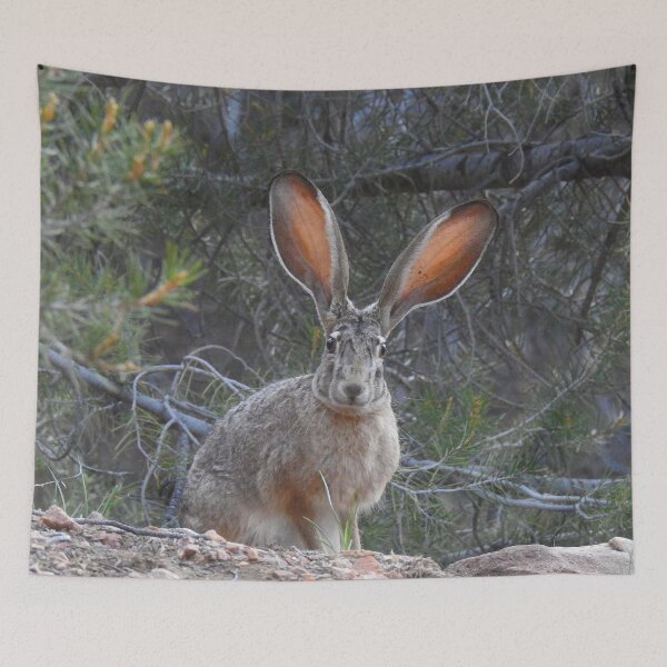 Aperçu de l'œuvre Jackrabbit, lapin, faune, animaux sauvages, Curious Jack créée et vendue par Sandra O'Toole.
