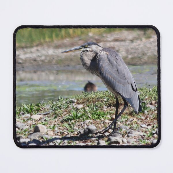 Item preview, Great Blue Heron Crouching designed and sold by Alyce Taylor.
