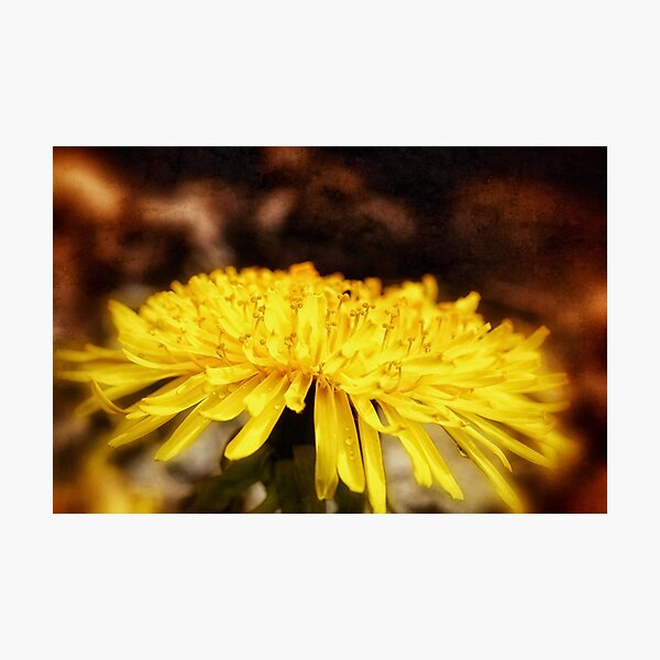 Feurige Löwenzahnblüte Fotodruck