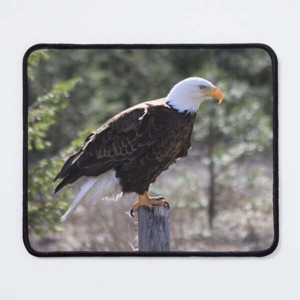 Item preview, Needing a Bigger Perch designed and sold by Alyce Taylor.