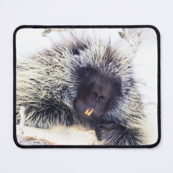 Item preview, Common Porcupine designed and sold by Alyce Taylor.