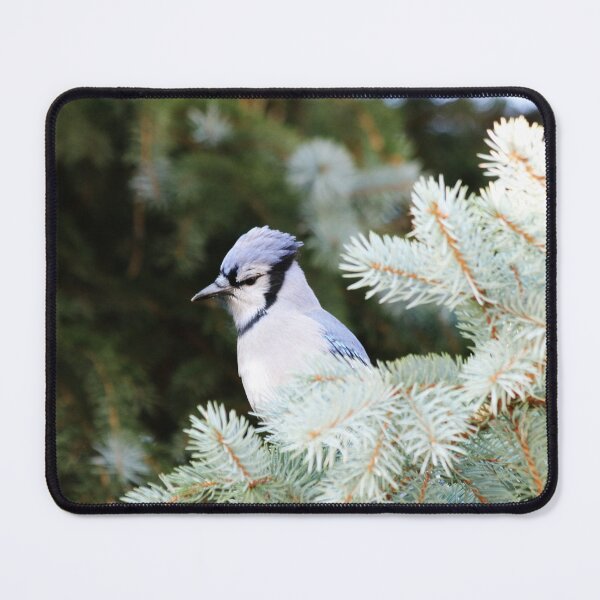 Item preview, Blue Jay in the Evergreen designed and sold by Alyce Taylor.