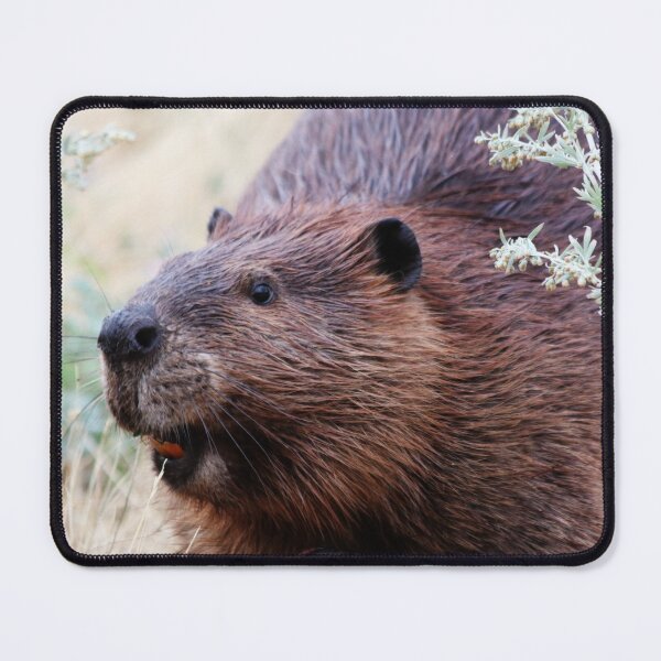 Item preview, North American Beaver designed and sold by Alyce Taylor.