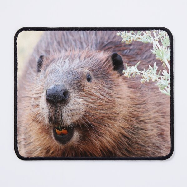 Item preview, Canadian Beaver designed and sold by Alyce Taylor.