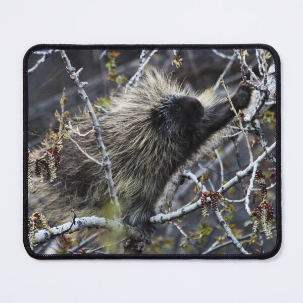 Item preview, Porcupine designed and sold by Alyce Taylor.