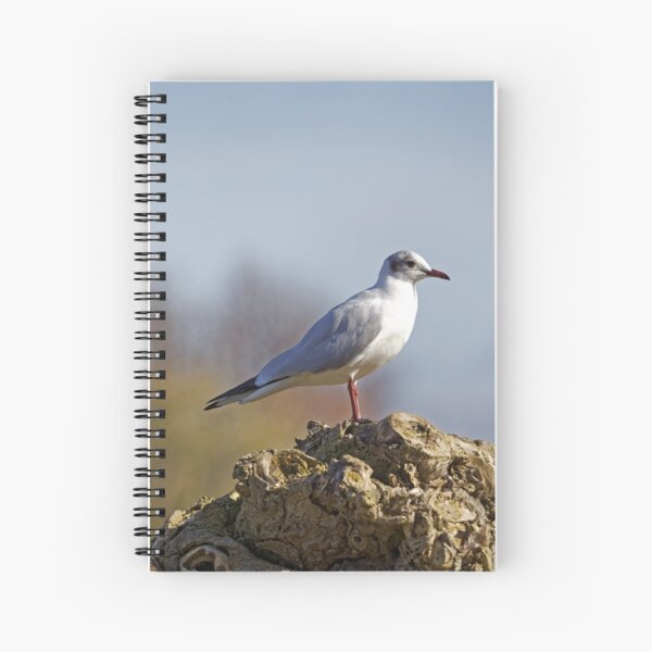 Item preview, Black-headed Gull (Larus ridibundus) designed and sold by Andy Harker.