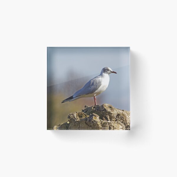 Item preview, Black-headed Gull (Larus ridibundus) designed and sold by Andy Harker.