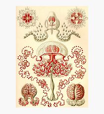 Anthomedusae - Ernst Haeckel Photographic Print
