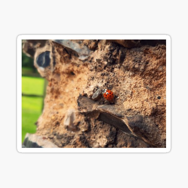 lady bird cycle sticker