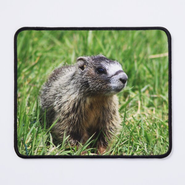 Item preview, Yellow Bellied Marmot designed and sold by Alyce Taylor.