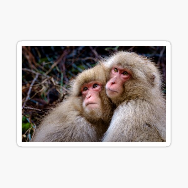 Les frères macaques Sticker