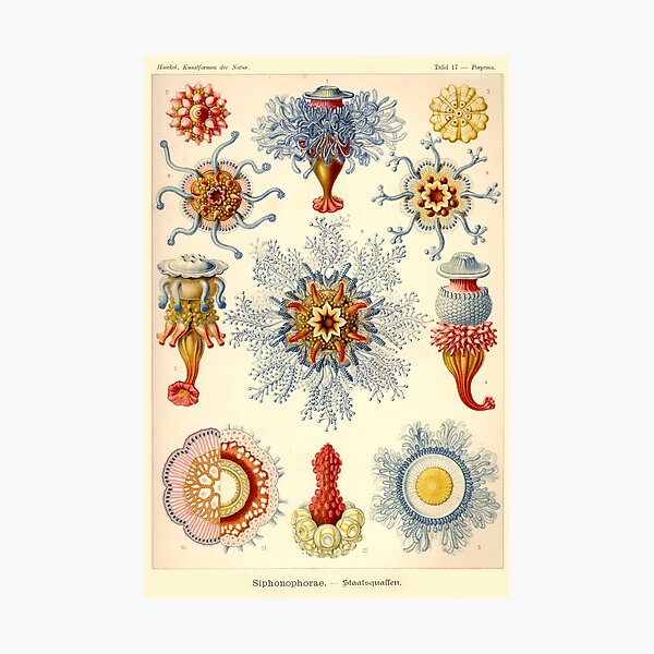Item preview, Siphonophorae - Ernst Haeckel  designed and sold by billythekidtees.