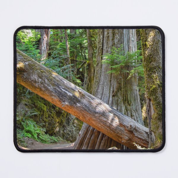 Item preview, USA. Mount Rainier National Park. Hiking through the Woods. designed and sold by vadim19.