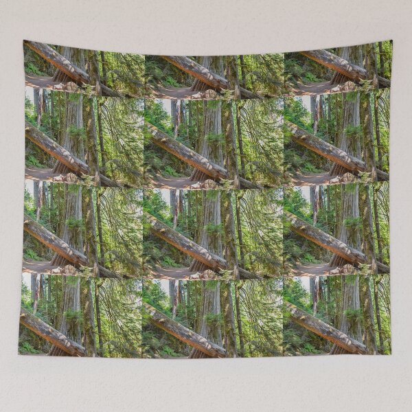 Item preview, USA. Mount Rainier National Park. Hiking through the Woods.  designed and sold by vadim19.