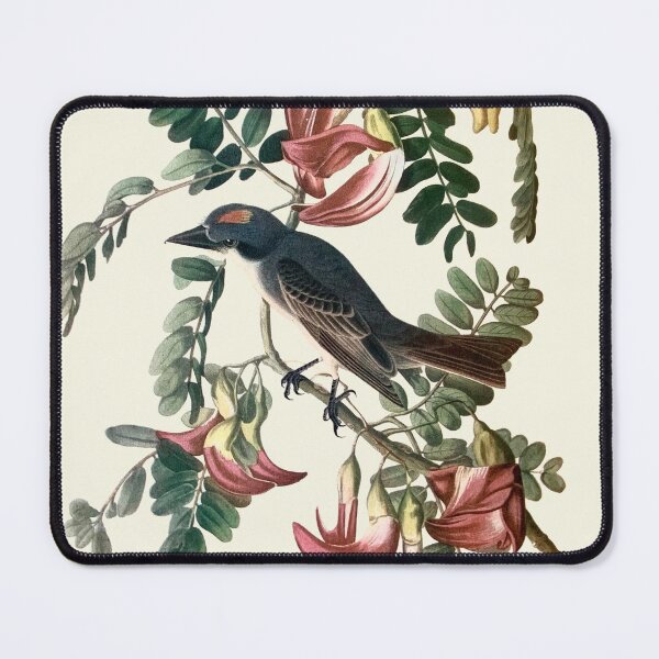 Item preview, Gray Kingbird - Audubon designed and sold by sanerevolution.