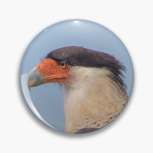 Item preview, Carancho on branch - Caracara plancus - traro - moñudo caracara designed and sold by Marcia Motivos.