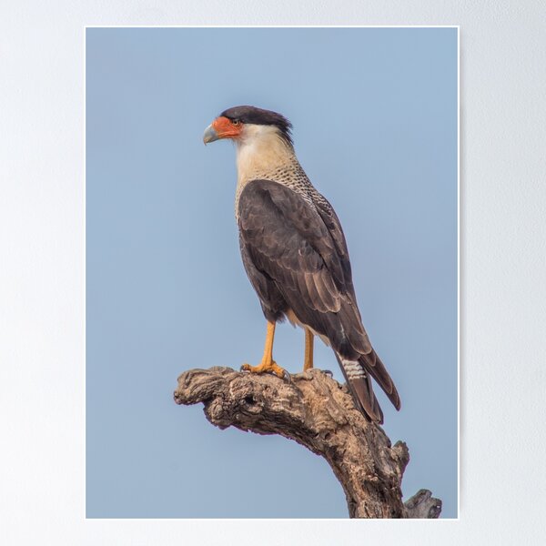 Item preview, Carancho on branch - Caracara plancus - traro - moñudo caracara designed and sold by Marcia Motivos.