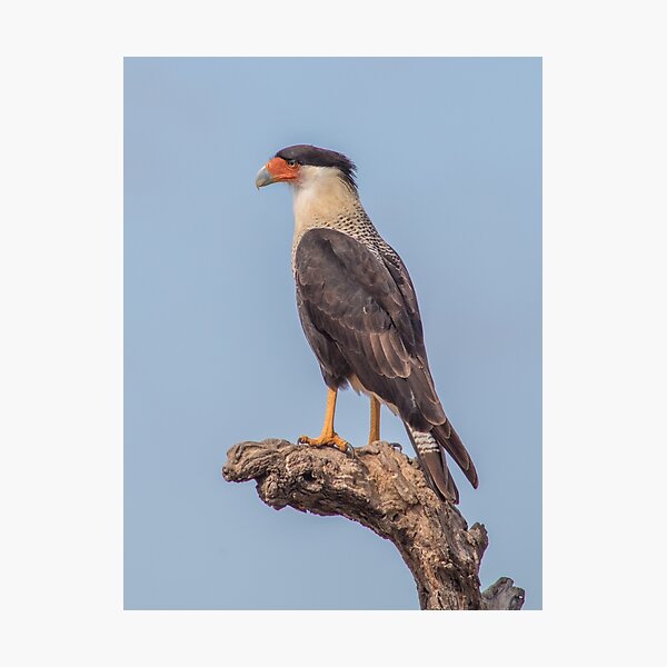 Item preview, Carancho on branch - Caracara plancus - traro - moñudo caracara designed and sold by Marcia Motivos.