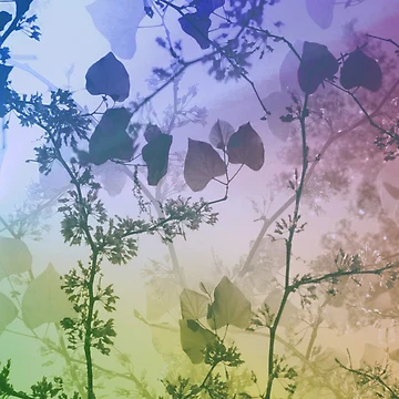 Artwork thumbnail, Botanical Splendor by VisionZone