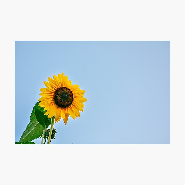 Shine Bright Sunflower Photographic Print