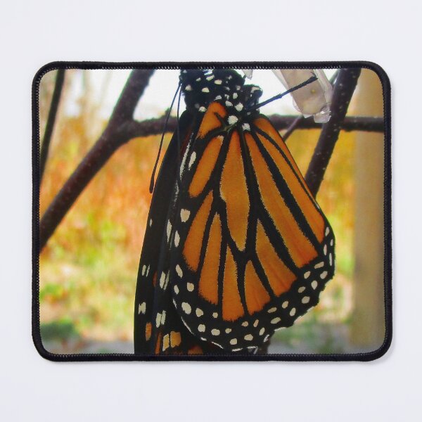 Item preview, 101321 Monarch Awakens designed and sold by Campbell Gallery.