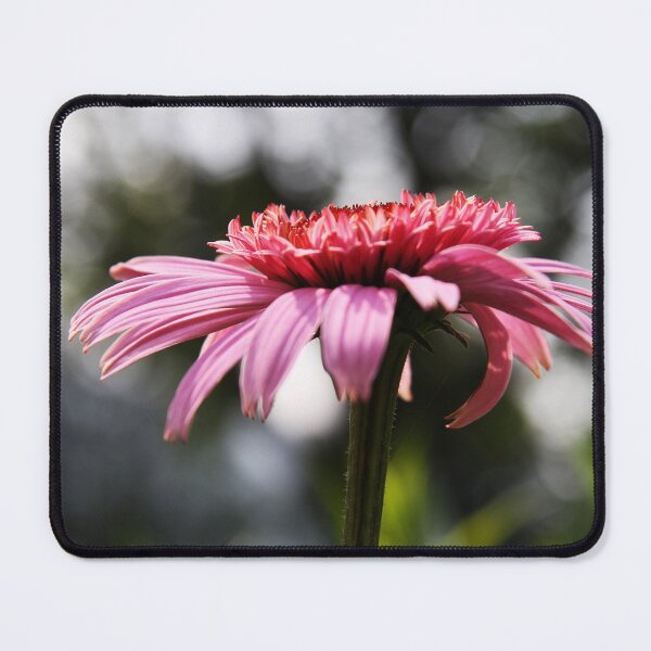 Item preview, Echinacea designed and sold by Alyce Taylor.