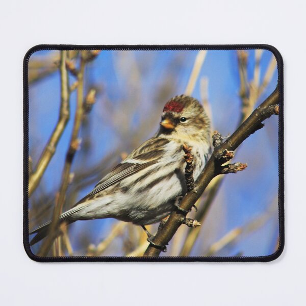 Item preview, Common Redpoll Female designed and sold by Alyce Taylor.