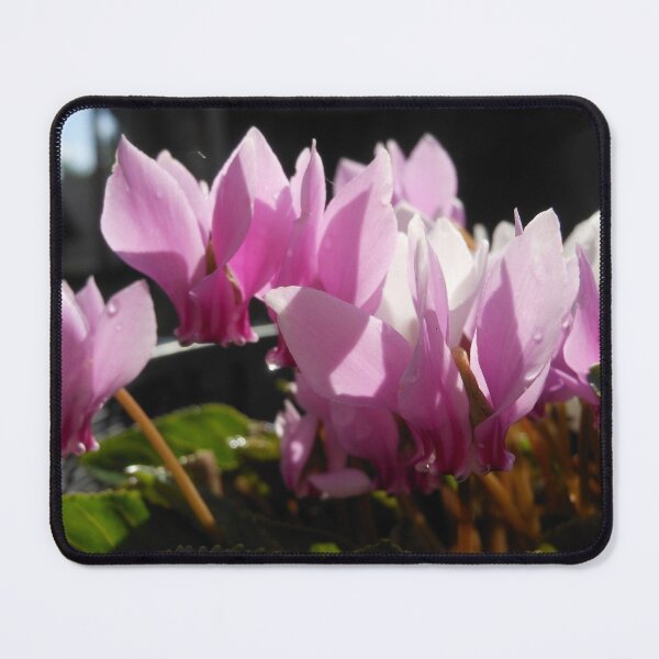 Item preview, Cyclamen designed and sold by Kashmere1646.