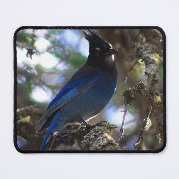 Item preview, Stellar Jay designed and sold by Alyce Taylor.