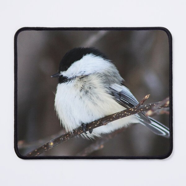 Item preview, Black Capped Chickadee designed and sold by Alyce Taylor.