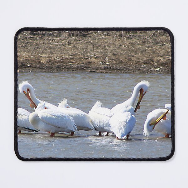 Item preview, The Pelicans Are Back designed and sold by Alyce Taylor.