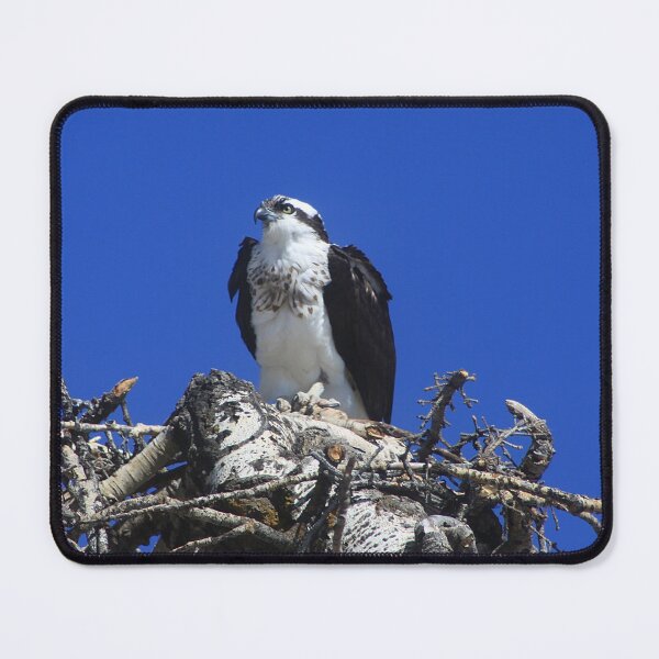 Item preview, Osprey designed and sold by Alyce Taylor.