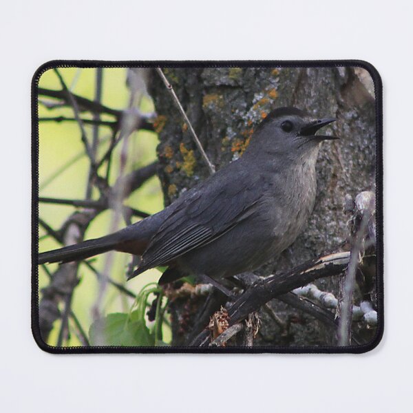 Item preview, Gray Catbird designed and sold by Alyce Taylor.